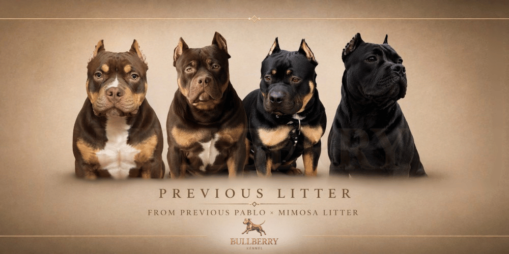 2025 Mimosa X Pablo- The Sweet Berries Litter